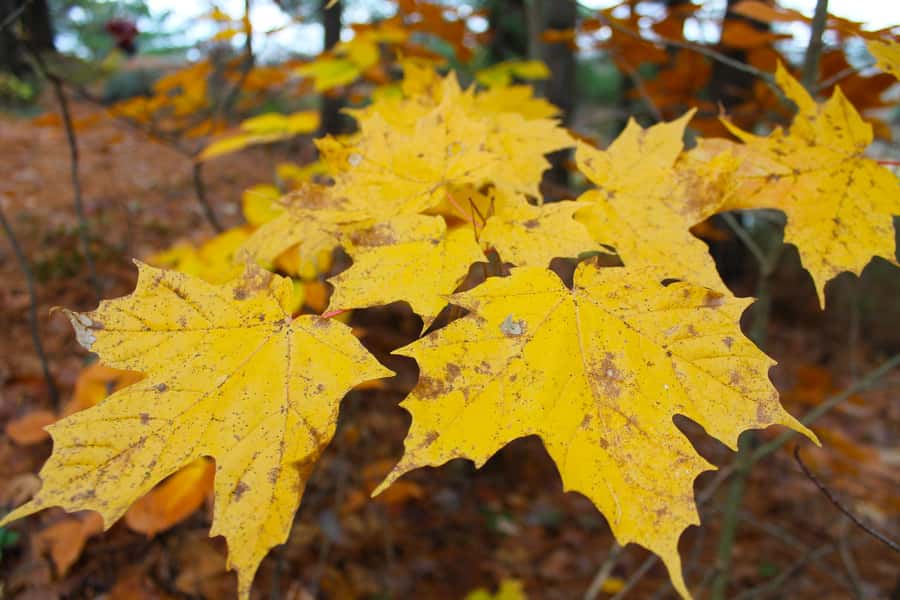 From Toronto: Explore Muskoka - Hardy's Lake Provincial Park - Exploring Hardys Lake Provincial Park: A Glacial Ecosystem