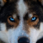 From Tromsø: Dog Sledding Adventure in Tamokdalen - Visiting the Husky Yard and Meeting the Dogs