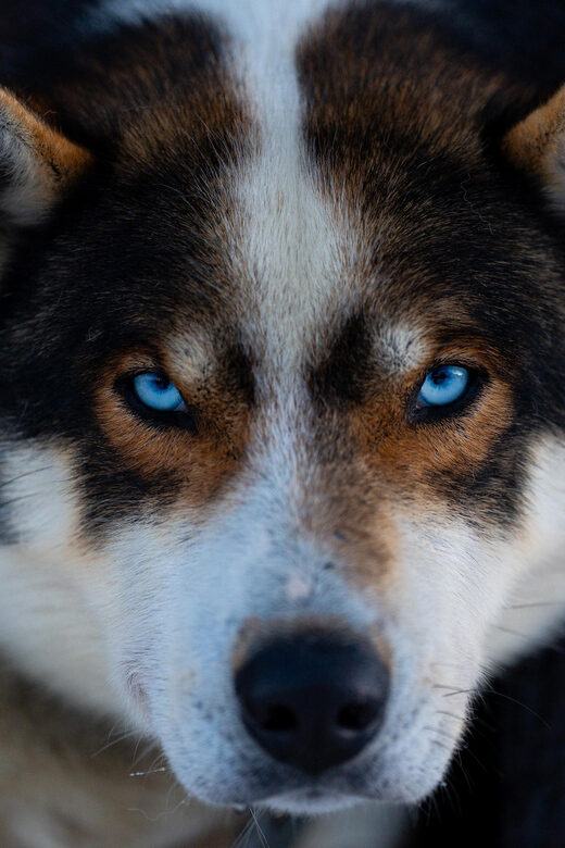 From Tromsø: Dog Sledding Adventure in Tamokdalen - Visiting the Husky Yard and Meeting the Dogs