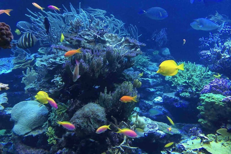 From Tulum: Cenote Riviera Maya & Snorkel Excursion - Snorkeling in the Caribbean Sea Inlet