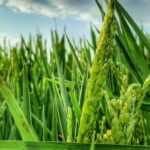 From Valencia: Albufera Natural Park Eco Boat Tour & Sunset - Discover the Heart of the Albufera Natural Park