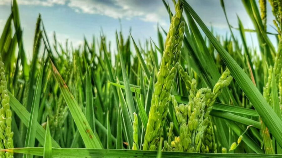 From Valencia: Albufera Natural Park Eco Boat Tour & Sunset - Discover the Heart of the Albufera Natural Park