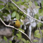 FROM VALLADOLID CHICHÉN ITZÁ + 2 CENOTES (PRIVATE TRANSPORTATION) - The Convenience of Private Transportation and Flexible Pick-up Times