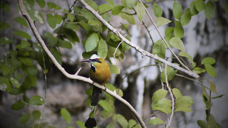 FROM VALLADOLID CHICHÉN ITZÁ + 2 CENOTES (PRIVATE TRANSPORTATION) - The Convenience of Private Transportation and Flexible Pick-up Times