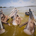 FROM VALLADOLID RIO LAGARTOS + LAS COLORADAS + CENOTE (COLECTIVO TOURISTIC) - Starting Point and Transportation from Valladolid