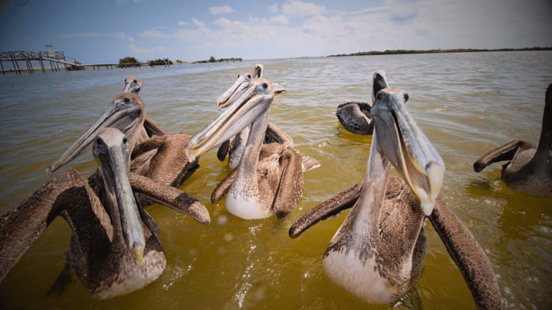 FROM VALLADOLID RIO LAGARTOS + LAS COLORADAS + CENOTE (COLECTIVO TOURISTIC) - Starting Point and Transportation from Valladolid