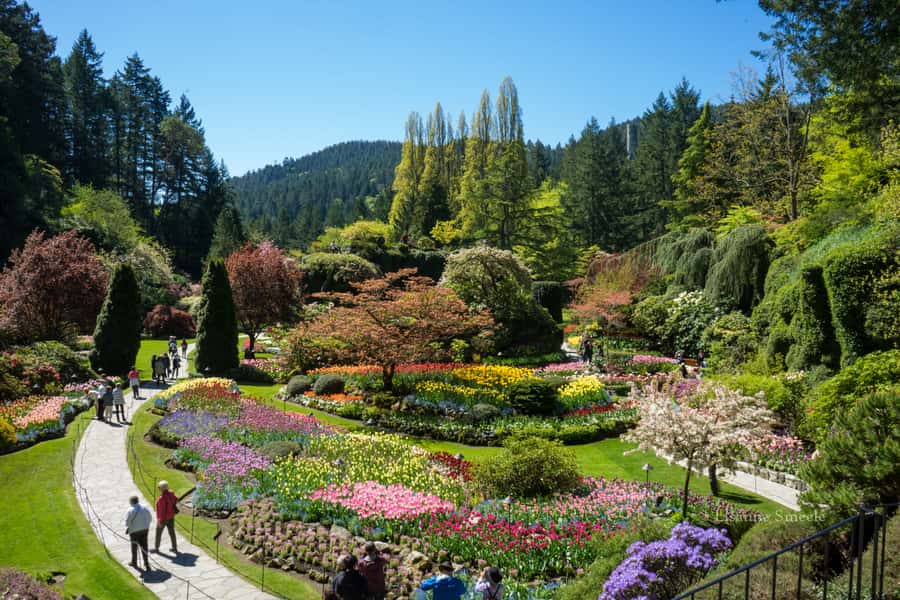 From Vancouver: Butchart Gardens & Victoria Sightseeing Tour - The Magic of Butchart Gardens