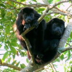 From Veracruz: Catemaco, Nature, Waterfalls & Monkeys Tour - Pickup and Transportation from Veracruz to Santiago Tuxtla