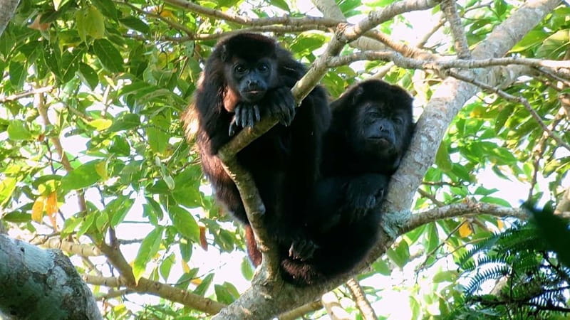 From Veracruz: Catemaco, Nature, Waterfalls & Monkeys Tour - Pickup and Transportation from Veracruz to Santiago Tuxtla