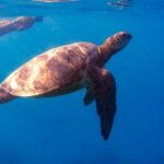 From Waikiki: Turtle Canyon Snorkeling Tour - Meeting Point and Easy Access at Waikiki Harbor