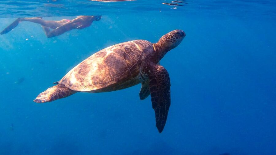 From Waikiki: Turtle Canyon Snorkeling Tour - Meeting Point and Easy Access at Waikiki Harbor