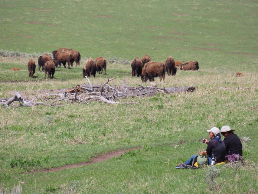 From West Yellowstone: Lamar Valley Wildlife Tour by Van - Scenic Drive and Wildlife Viewing Along the Madison River