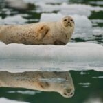 From Whittier/Anchorage: Prince William Sound Glacier Cruise - Navigating the Prince William Sound by High-Speed Catamaran