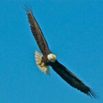 From Whittier: Glacier Quest Cruise with Onboard Lunch - Embarking on the High-Speed Catamaran