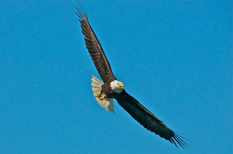 From Whittier: Glacier Quest Cruise with Onboard Lunch - Embarking on the High-Speed Catamaran