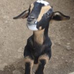 Fuerteventura: PRIVATE Historical Island Sightseeing Grand Tour - Starting Point and Duration of the Tour