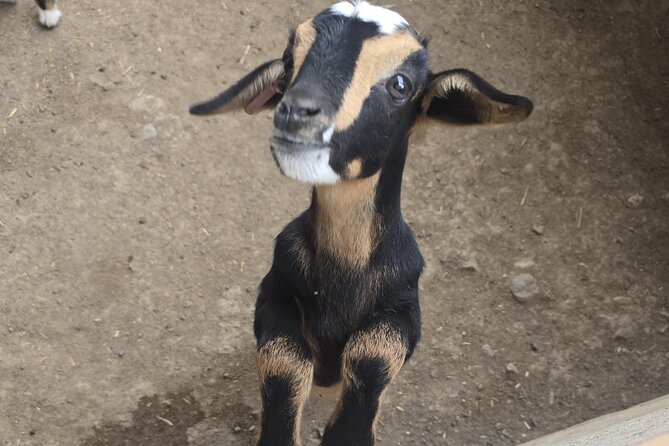 Fuerteventura: PRIVATE Historical Island Sightseeing Grand Tour - Starting Point and Duration of the Tour