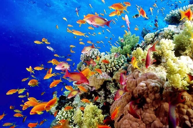 Full-Day ATV + 4 Ziplines + Cenote Swim + Yalkú Snorkeling - Ziplining Over the Jungle Canopy: Exhilarating Flight