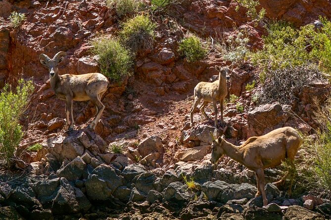 Full Day Black Canyon Narrows Kayak Adventure - Wildlife and Nature Encounters Along the River