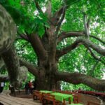 Full Day Bursa Tour from Istanbul(with cable car) - Starting from Istanbul to Bursa’s Natural and Urban Wonders