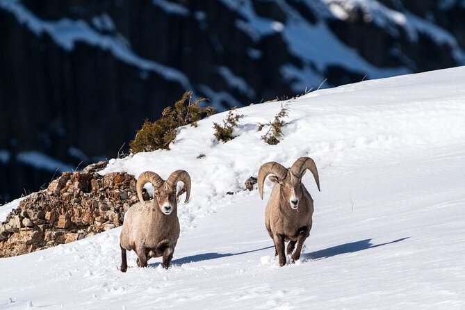 Full Day Guided Wildlife Photography Tour in Yellowstone - Exploring Hayden Valley: Yellowstone’s Bison and Elk Hotspot