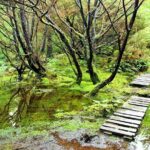 Full-Day Hiking Tour in Terceira Island - Mistérios Negros - Explore Terceira’s Dramatic Volcanoes and Lakes on a Full-Day Hiking Adventure