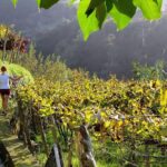 Full-Day Madeira Wine Tasting Tour with Lunch - Starting Point and Tour Duration in Funchal