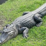 Full Day Plantation -N- Swamp Tour in New Orleans - The Iconic Oak Alley Plantation Experience