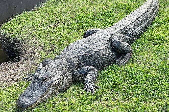 Full Day Plantation -N- Swamp Tour in New Orleans - The Iconic Oak Alley Plantation Experience