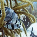 Full-Day Playa del Carmen Reef Diving Activity - What Makes the Reef Diving Near Playa del Carmen Special