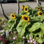 Full Day Private Guided Tour in Golden Circle of Iceland - The Power and Beauty of Gullfoss Waterfall