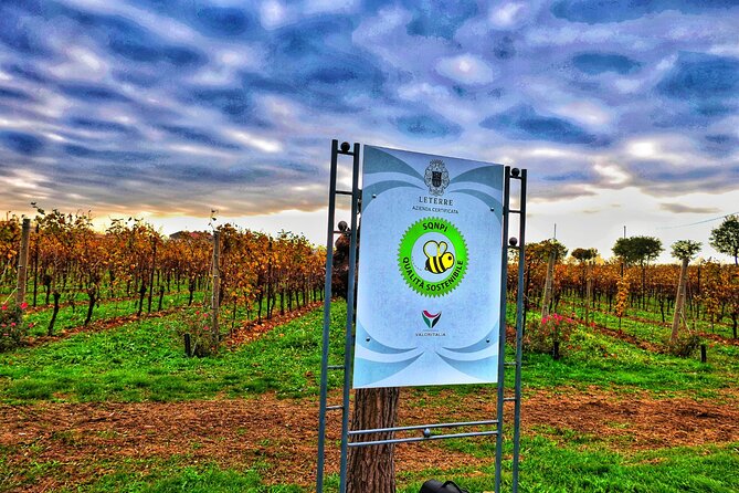 Full day Private Prosecco Tour, with certified Sommelier - Luxury Transportation for a Relaxed Experience