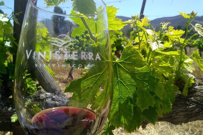 Full Day Private Tour or Guadalupe Valley Weekend - Exploring the Vineyards: La Lomita and Las Nubes