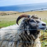 Full Day Private Westman Island Tour from Reykjavik - Learning About the 1973 Eruption at Eldheimar Museum