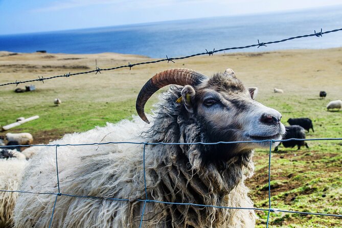 Full Day Private Westman Island Tour from Reykjavik - Learning About the 1973 Eruption at Eldheimar Museum