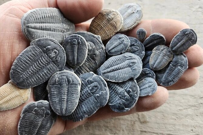 Full Day Quarry Access - The Unique Appeal of Cambrian Fossil Collection