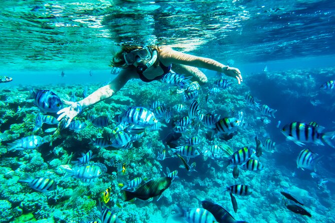 Full-Day Reef Snorkeling in Cozumel from Cancun with Lunch - Starting Your Day with Hotel Pickup and Ferry Ride