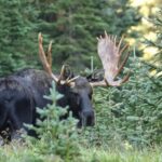 Full-Day RMNP Over the Top Tour - RMNPhotographer - Visiting the Continental Divide and Kawuneeche Valley