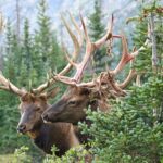 Full-Day Rocky Mountain National Park "Over The Top Tour" - RMNPhotographer - Starting and Ending Points in Estes Park
