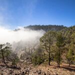 Full Day Small Group Tour to Masca and Teide From North Tenerife - First Stop: Teide National Park’s Pine Forest and Volcanic Landscapes