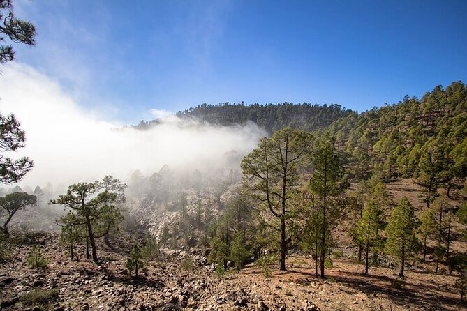 Full Day Small Group Tour to Masca and Teide From North Tenerife - First Stop: Teide National Park’s Pine Forest and Volcanic Landscapes