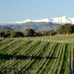 Full-day Somontano Wine Excursion and Visit Alquezar - Key Points