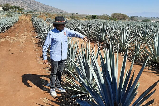 Full-Day Tequila Tour from Guadalajara - Visiting the Agave Fields and Meeting the Jimador