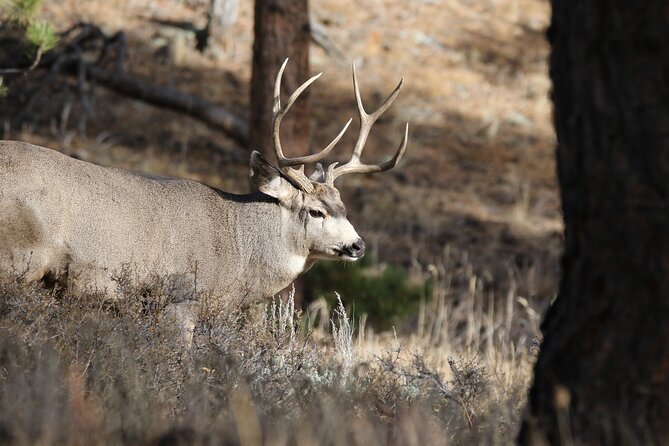 Full Day Tour in Rocky Mountain National Park Lunch Included - Allenspark and the Historic Chapel on the Rock