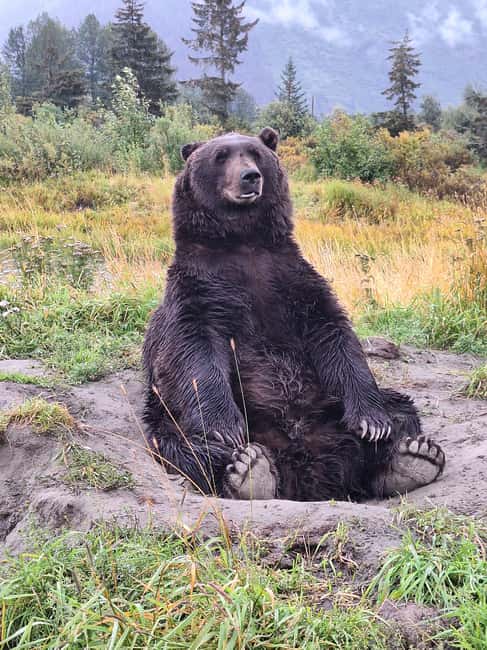 Full-day Tour in Turnagain - Starting from Anchorage: Convenient Hotel Pickup and Transportation