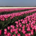 Full day tour to Texel - Friesian Islands - from Amsterdam - Convenient Departure from Amsterdam at 8:00am