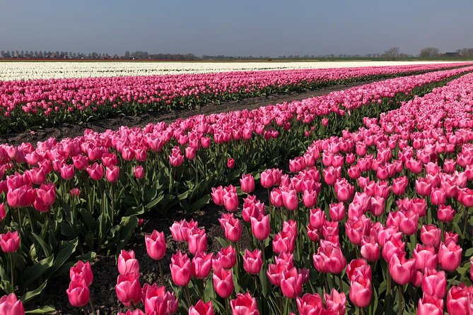 Full day tour to Texel - Friesian Islands - from Amsterdam - Convenient Departure from Amsterdam at 8:00am