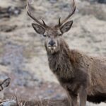 Full-Day Trip: Glenfinnan Viaduct & The Highlands from Edinburgh - Exploring Callander and Highland Cows