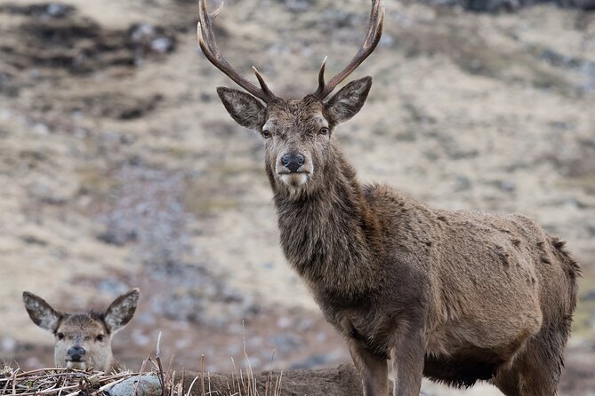 Full-Day Trip: Glenfinnan Viaduct & The Highlands from Edinburgh - Exploring Callander and Highland Cows