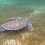 Full Day Tulum Paradise Beach - Visiting Tulum Beach: Sun, Sand, and Serenity